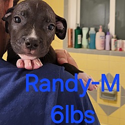 Thumbnail photo of Randy #1