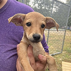 Thumbnail photo of POSY   7.3 POUND PUPPY   FOSTERED IN NEW JERSEY #4