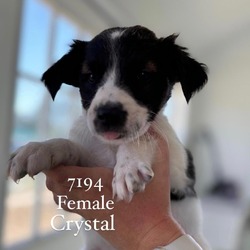 Thumbnail photo of Crystal #2