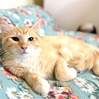 adopt a pet