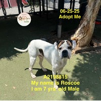 adopt a pet