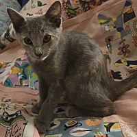 adopt a pet