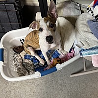 adopt a pet