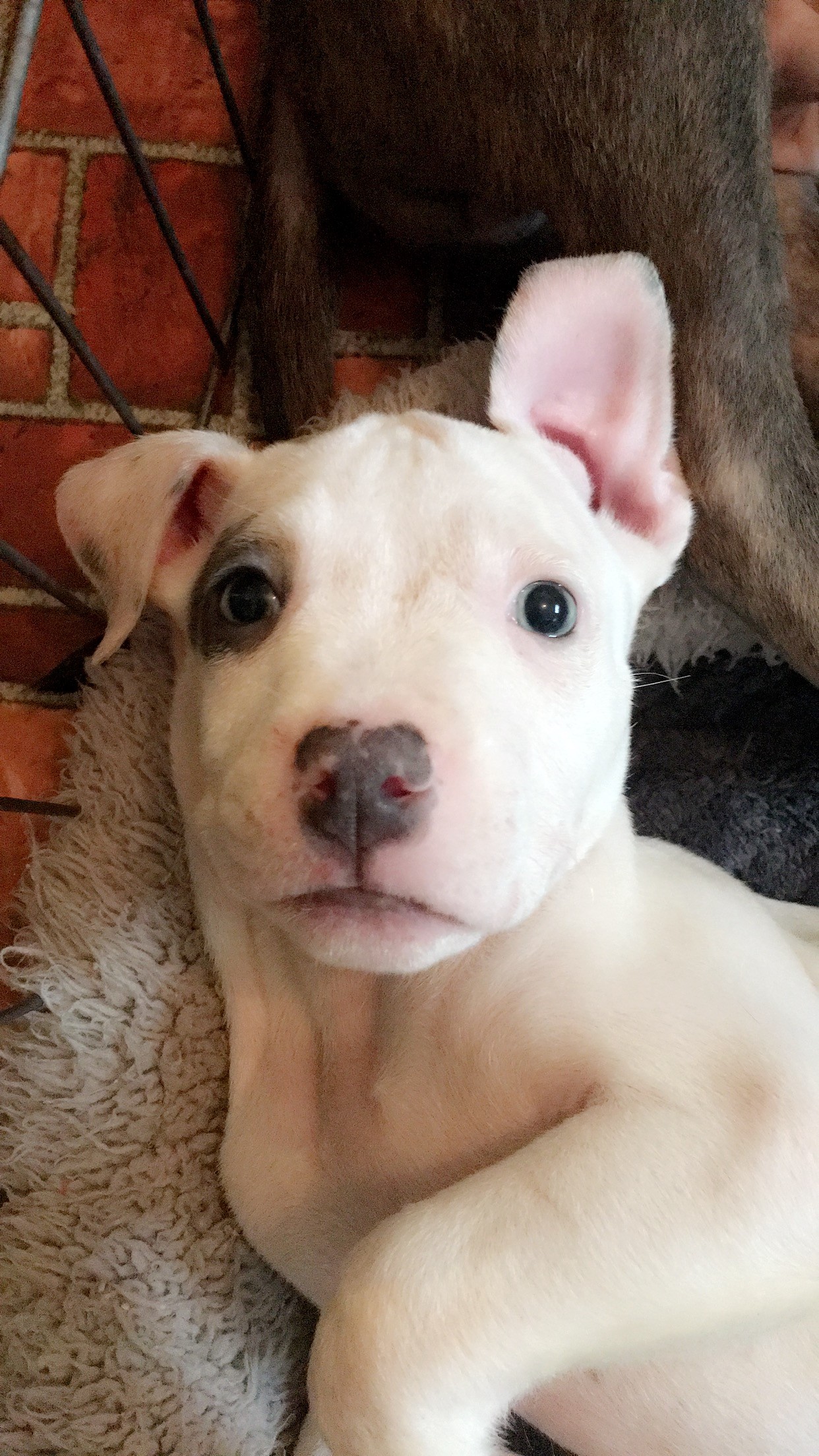 Pitbull Puppies For Adoption In Oregon Xl Xxl Pitbull
