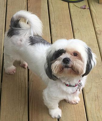 Jacksonville Fl Shih Tzu Meet Willow A Pet For Adoption