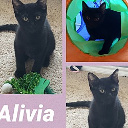 Thumbnail photo of Alivia #2