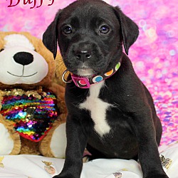 Thumbnail photo of Duffy~adopted! #3