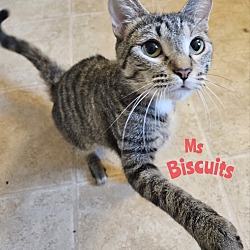 Photo of Biscuits
