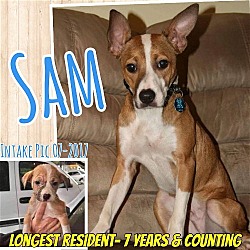 Thumbnail photo of Sam #1
