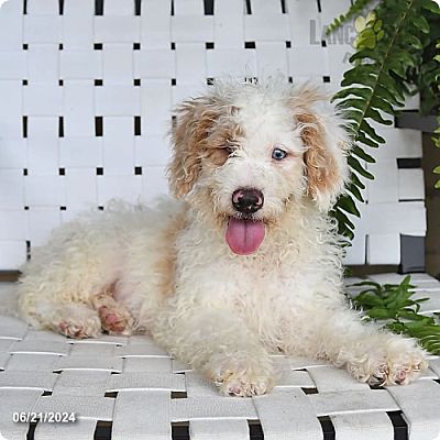 New York, NY - Labradoodle. Meet Cody a Pet for Adoption - AdoptaPet.com