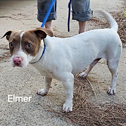 Thumbnail photo of Elmer #2