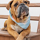 Adopt A Pet :: Fanny - Escondido, CA