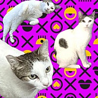 adopt a pet