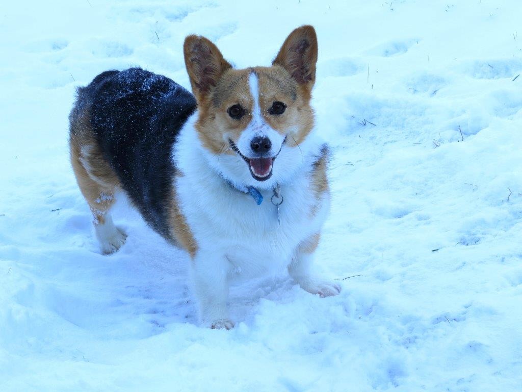 Corgis For Adoption Mn