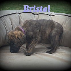 Thumbnail photo of Bristol #4