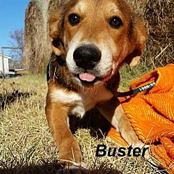 Thumbnail photo of Buster in CT #2