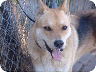 West Los Angeles Ca Shiba Inu Meet Ozzie A Pet For Adoption