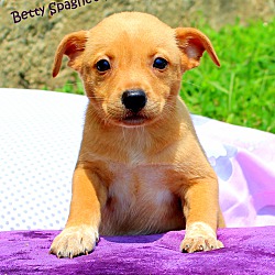 Thumbnail photo of Betty Spaghetty~adopted! #1