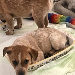 Thumbnail photo of 3 Blue Heeler pups #2