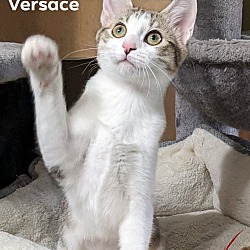 Photo of Versace