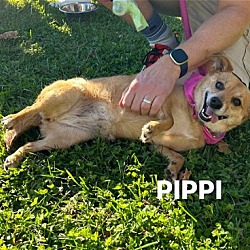 Thumbnail photo of Pippi - Available! #4