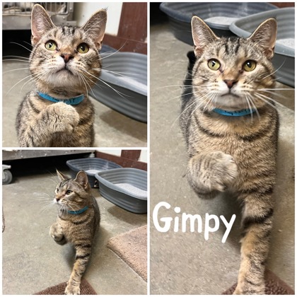 Photo of Gimpy
