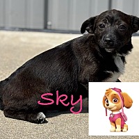 adopt a pet