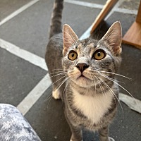 adopt a pet