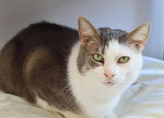 Adopt A Pet Petsmart Charities