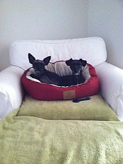 Adopt A Pet Petsmart Charities