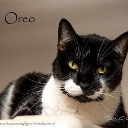 Photo of OREO