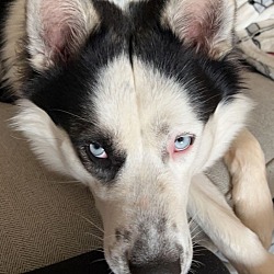 Photo of Bandit