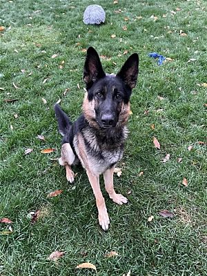 Rochester, Ny - German Shepherd Dog. Meet Zeus A Pet For Adoption 