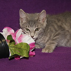 Thumbnail photo of Chipotle (Las Trancas' kitten) #4