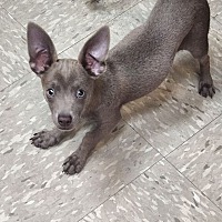 adopt a pet