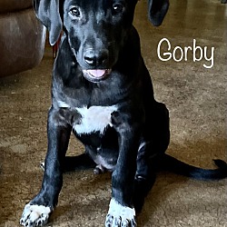 Thumbnail photo of Gorby #1