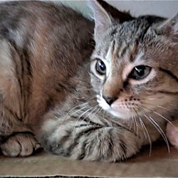 Thumbnail photo of KITTEN MOCHA GIRL #3