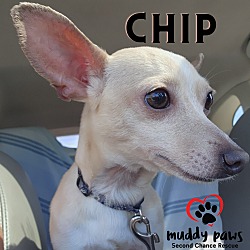 Photo of Chip