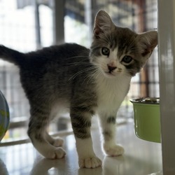 Thumbnail photo of Olive #2