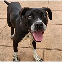 adopt a pet