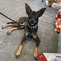 adopt a pet