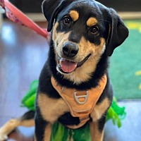 adopt a pet