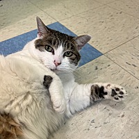 adopt a pet