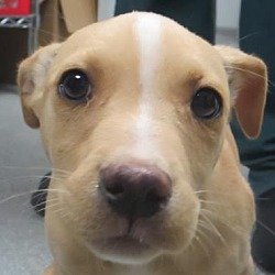 Thumbnail photo of Terrier lab mix pups #4