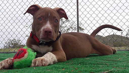 Buckeye bull terrier sales rescue