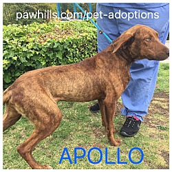 Thumbnail photo of APOLLO #1