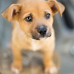 Thumbnail photo of Kit Kat - green eyed puppy #4