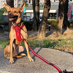 Thumbnail photo of Lilly (Formosan Mountain Dog) #1