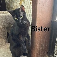 Photo of Sister Cat