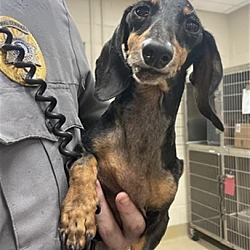 Humble, TX - Dachshund. Meet Thump Thump a Pet for Adoption - AdoptaPet.com